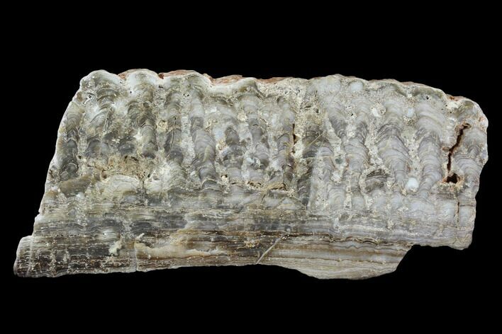 Paleoproterozoic Columnar Stromatolite (Eucapsiphora) - Australia #96293